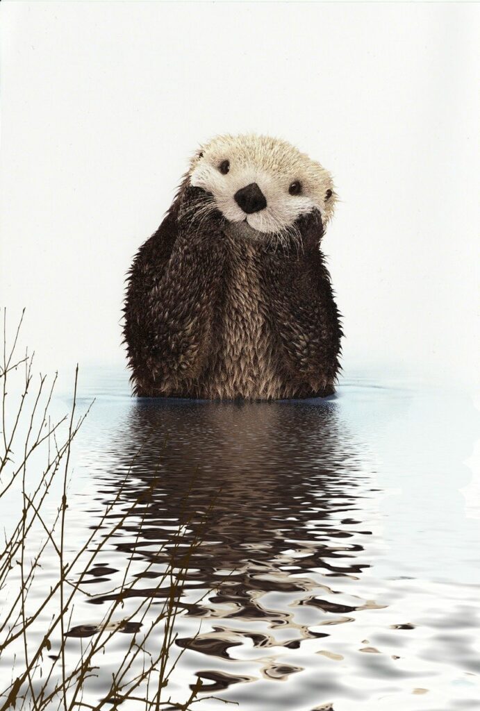 otter, animal, water-138576.jpg